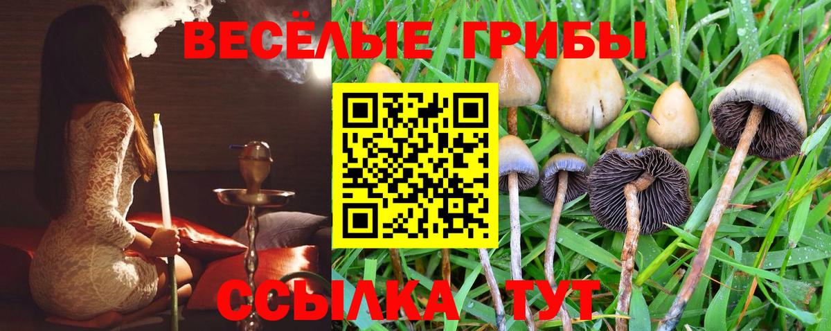 Галлюциногенные грибы Cubensis  Псилоцибиновые грибы прущие грибы  Георгиевск  Вход с VPN 